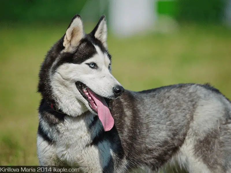 The Heartwarming Husky Story You Need to Hear