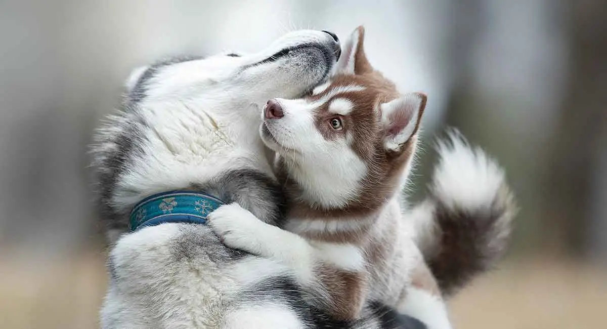 The Heartwarming Husky Story You Need to Hear