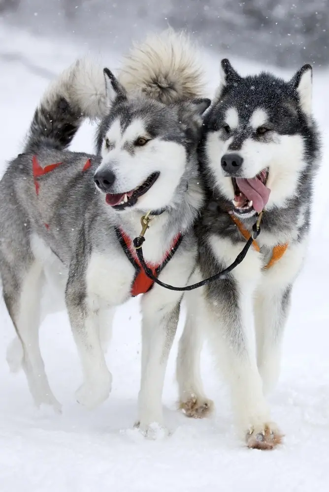 The Heartwarming Husky Story You Need to Hear