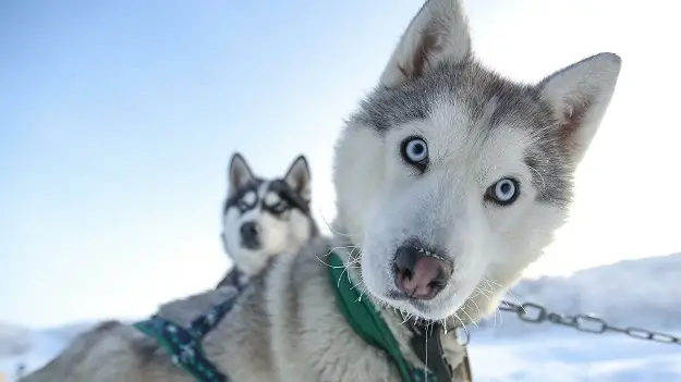 The Heartwarming Husky Story You Need to Hear