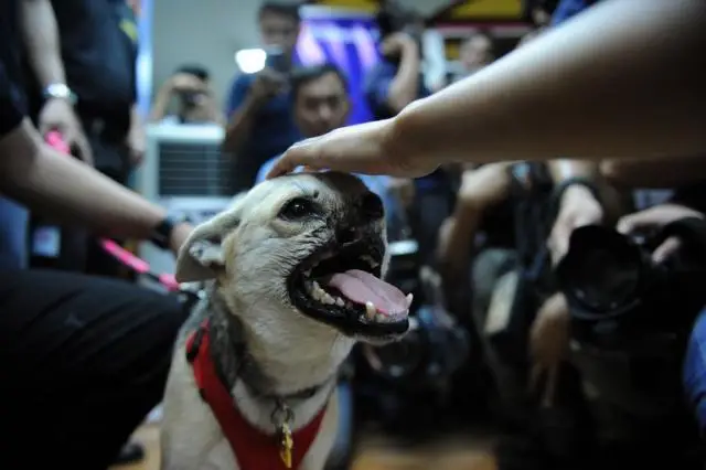 The Incredible Story of Kabang The Hero Dog Who Stole Hearts Around the World