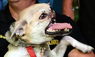 The Incredible Story of Kabang The Hero Dog Who Stole Hearts Around the World