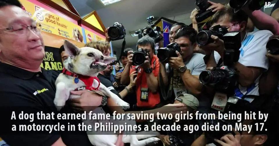 The Incredible Story of Kabang The Hero Dog Who Stole Hearts Around the World