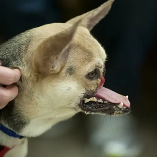 The Incredible Story of Kabang The Hero Dog Who Stole Hearts Around the World