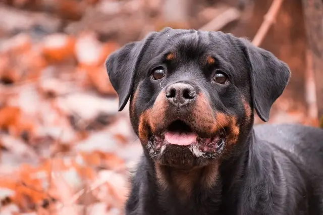 The Heartwarming Zipper Dog Story You Won't Want to Miss