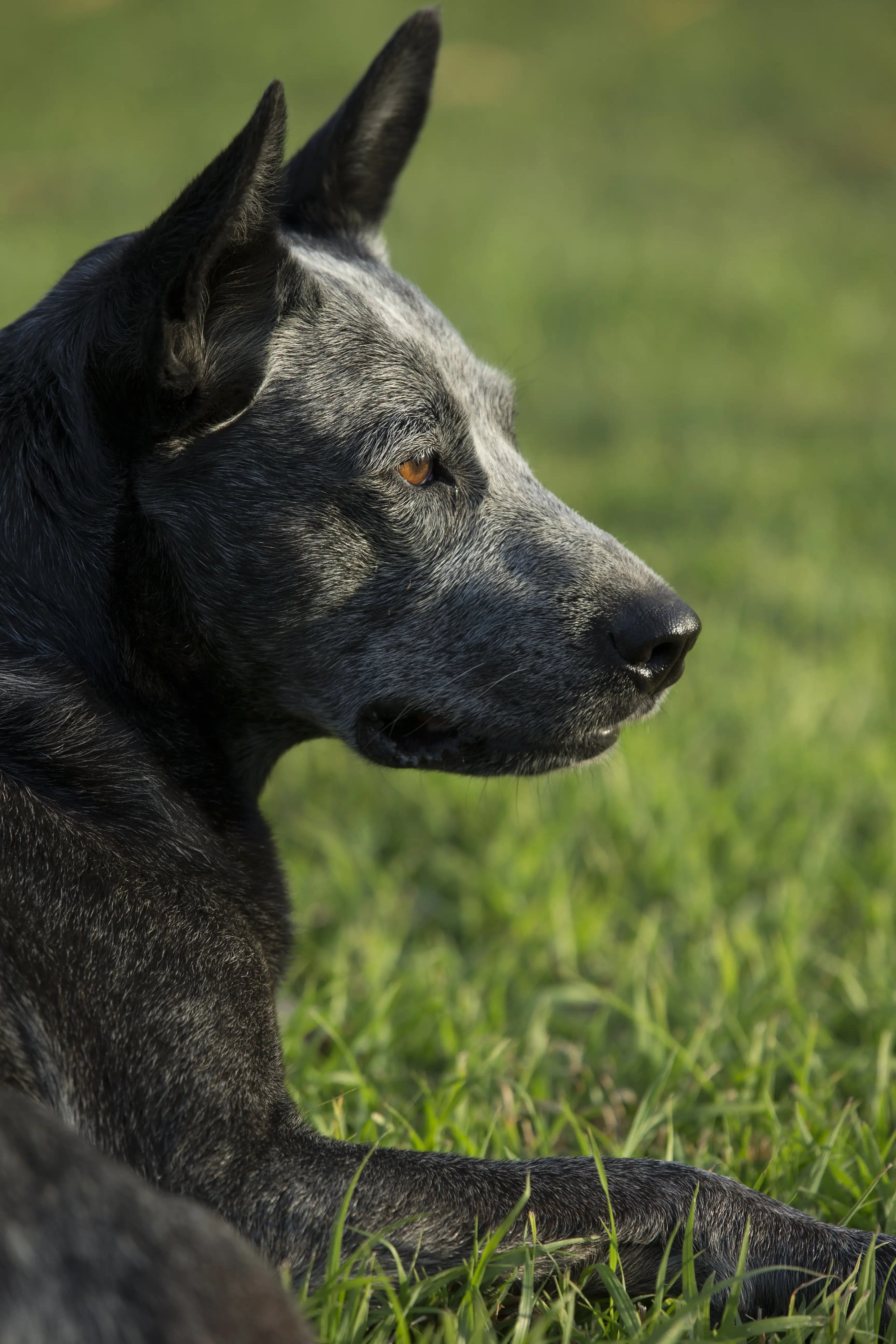 The Heartwarming Zipper Dog Story You Won't Want to Miss