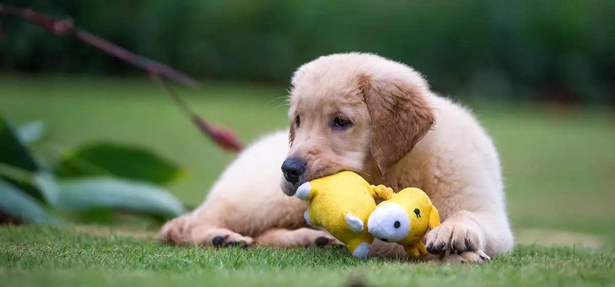 Toy Story Puppies The Perfect Addition to Your Family