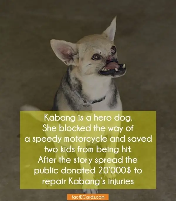 The Incredible True Story of Kabang the Hero Dog