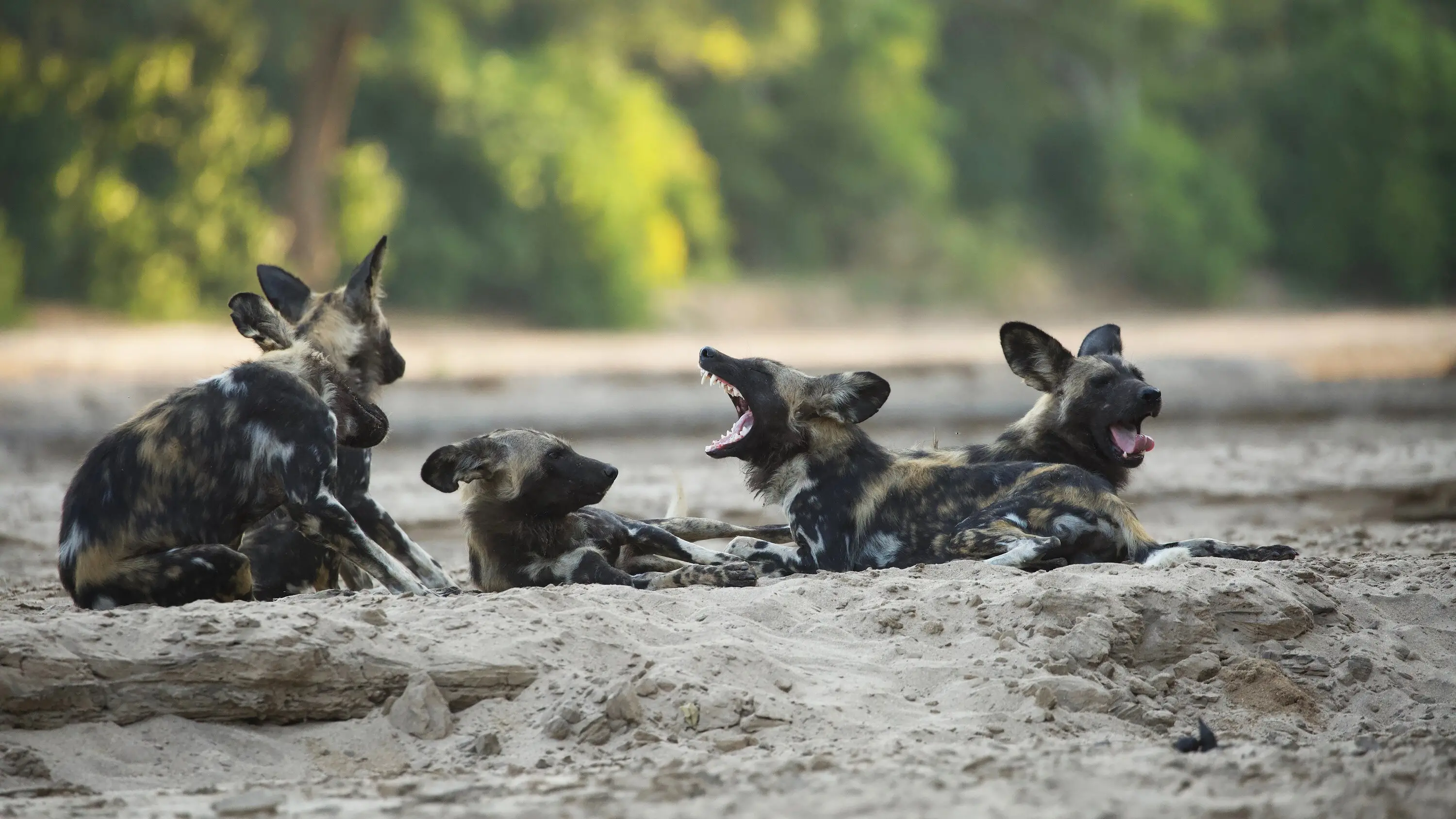 Uncovering the Fascinating Story of Dogs