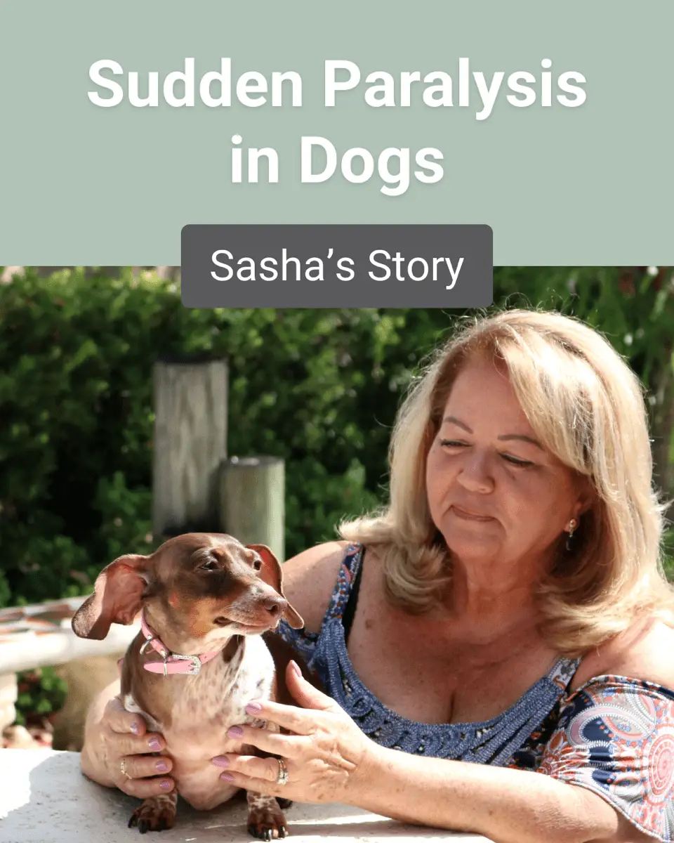 Uncovering the Fascinating Story of Dogs