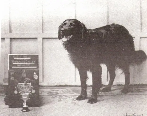 Uncovering the Fascinating Story of Dogs