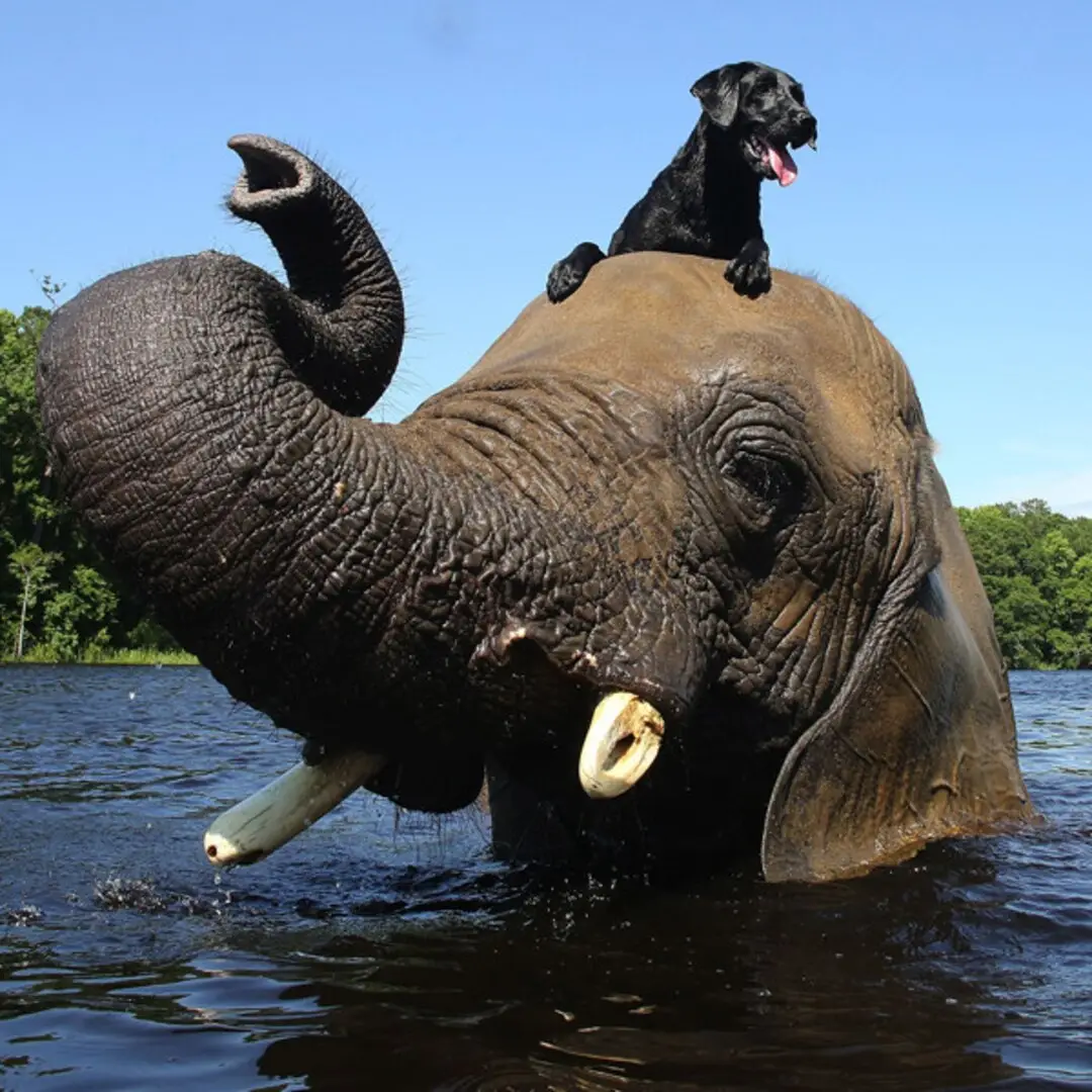 The Elephant and the Dog A Tale of Unlikely Friendship