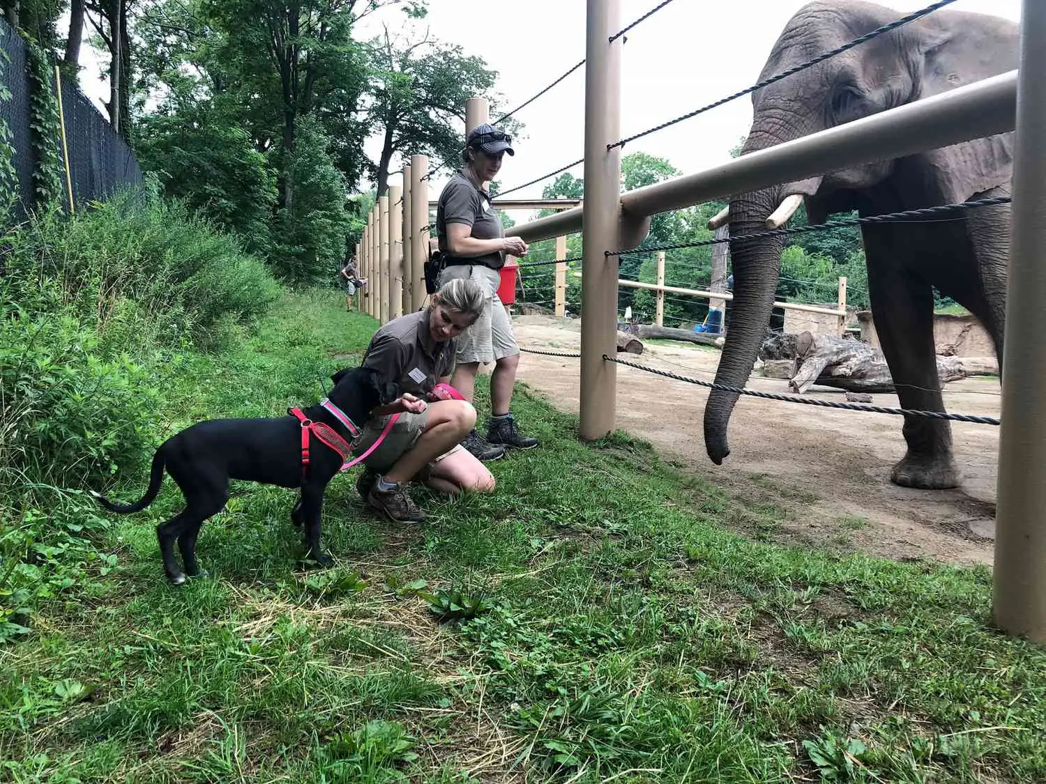 The Elephant and the Dog A Tale of Unlikely Friendship