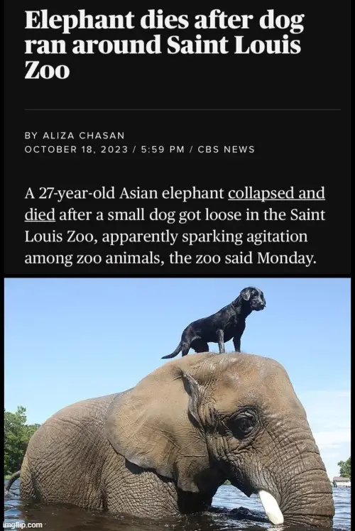 The Elephant and the Dog A Tale of Unlikely Friendship