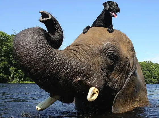 The Elephant and the Dog A Tale of Unlikely Friendship