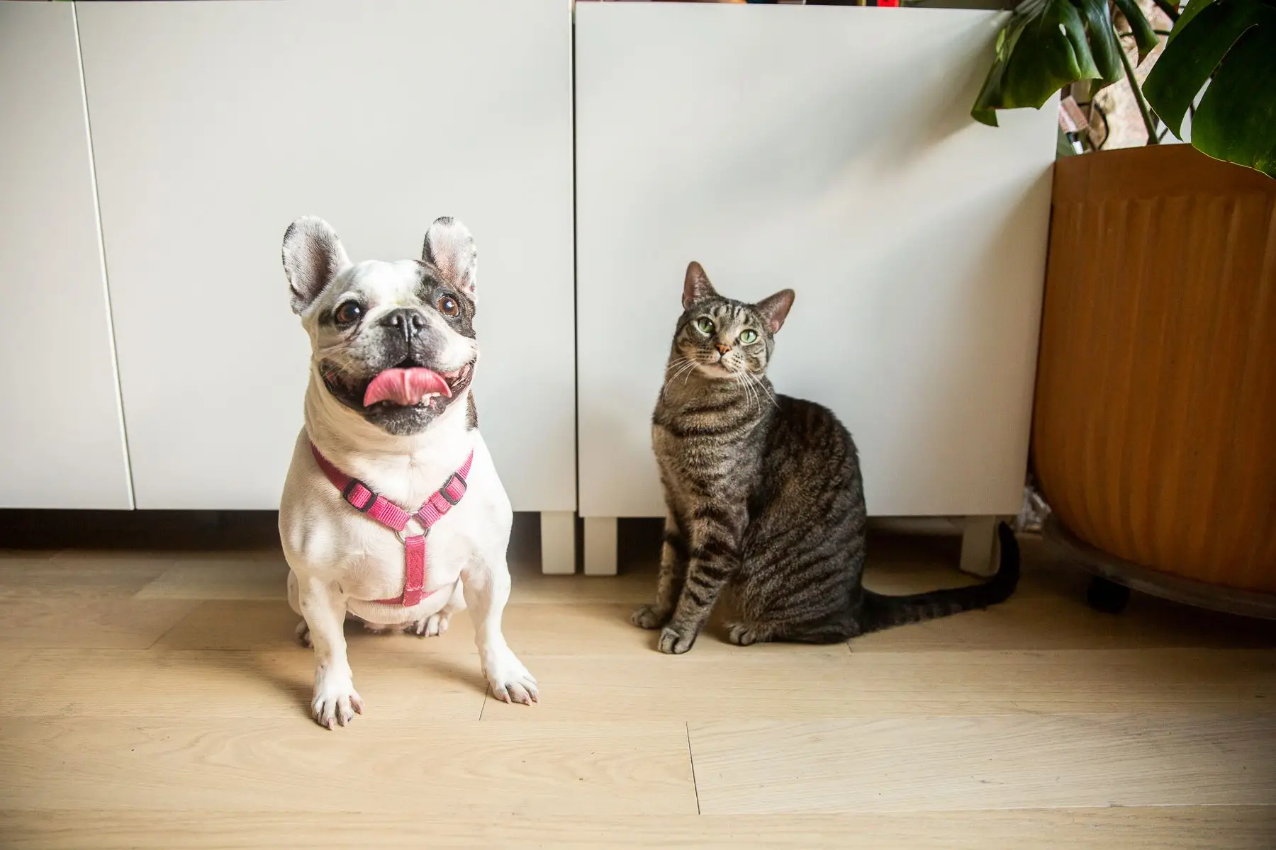 The Dog, the Cat, and the Mouse Story A Classic Tale of Friendship