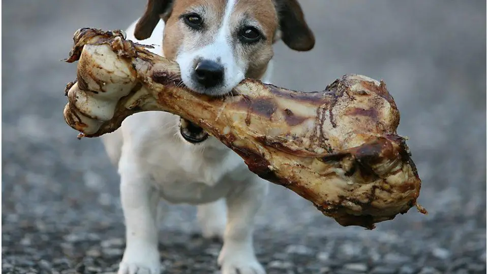 Uncovering the Age-Old Tale of the Dog and His Bone