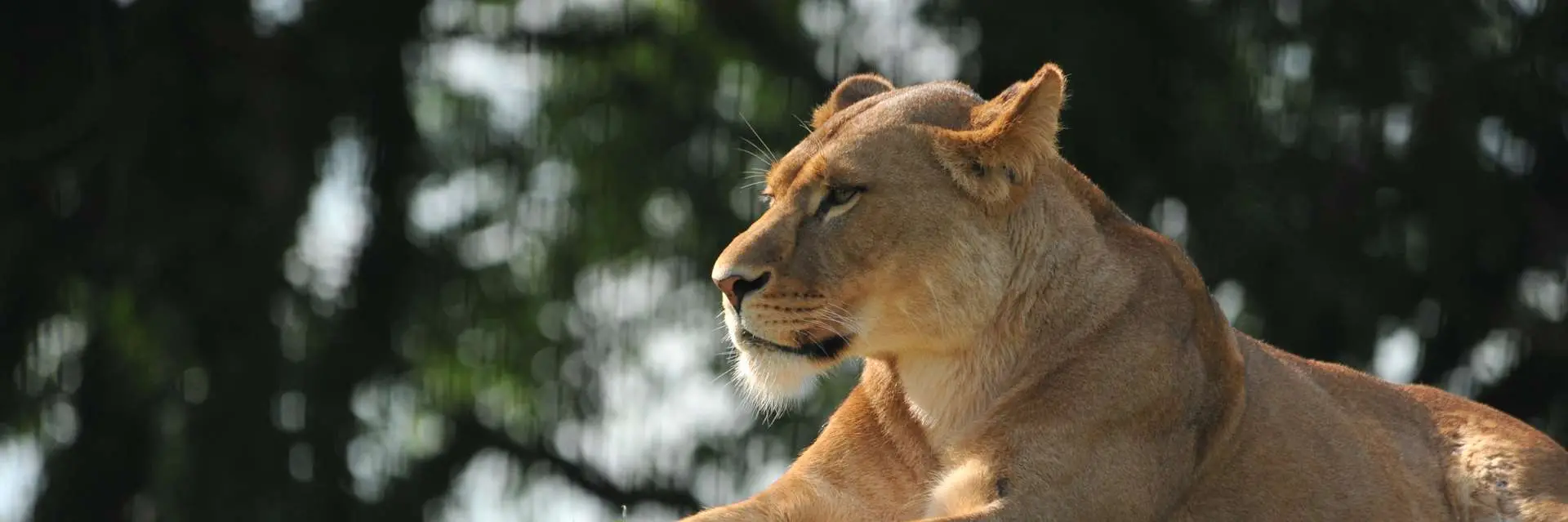 The Heartwarming Lion and Dog Story A Tale of Unlikely Friendship