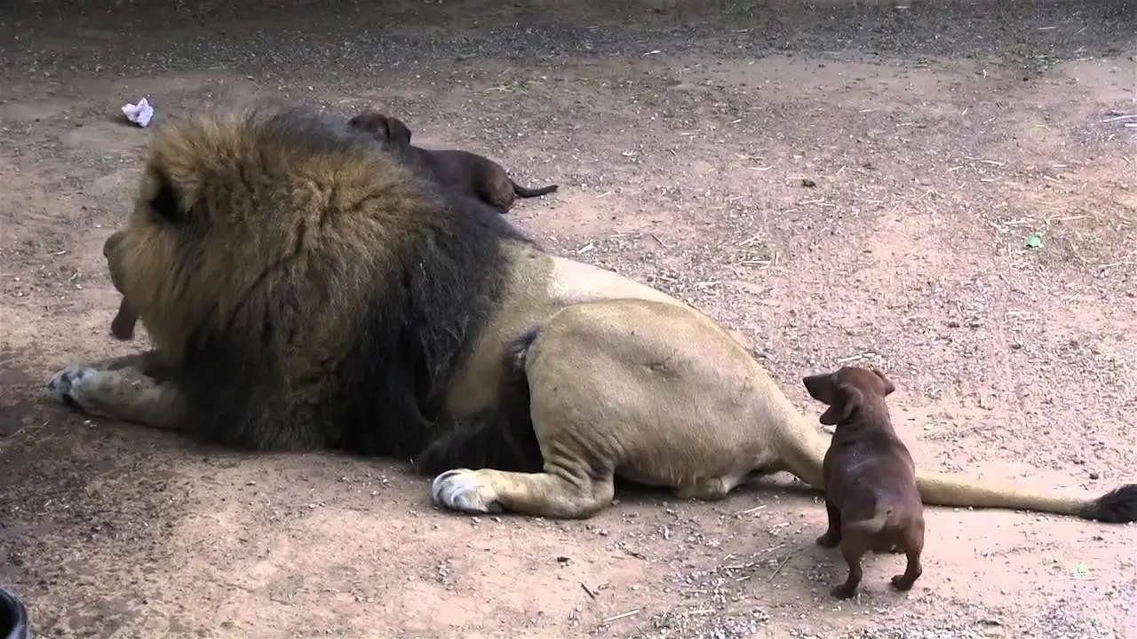 The Heartwarming Lion and Dog Story A Tale of Unlikely Friendship