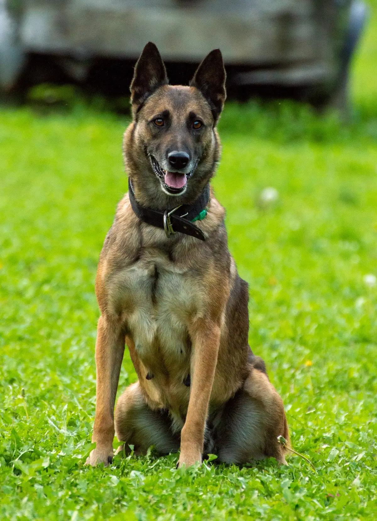 Navy Seal Dog Belgian Malinois The Ultimate Guide for Owners