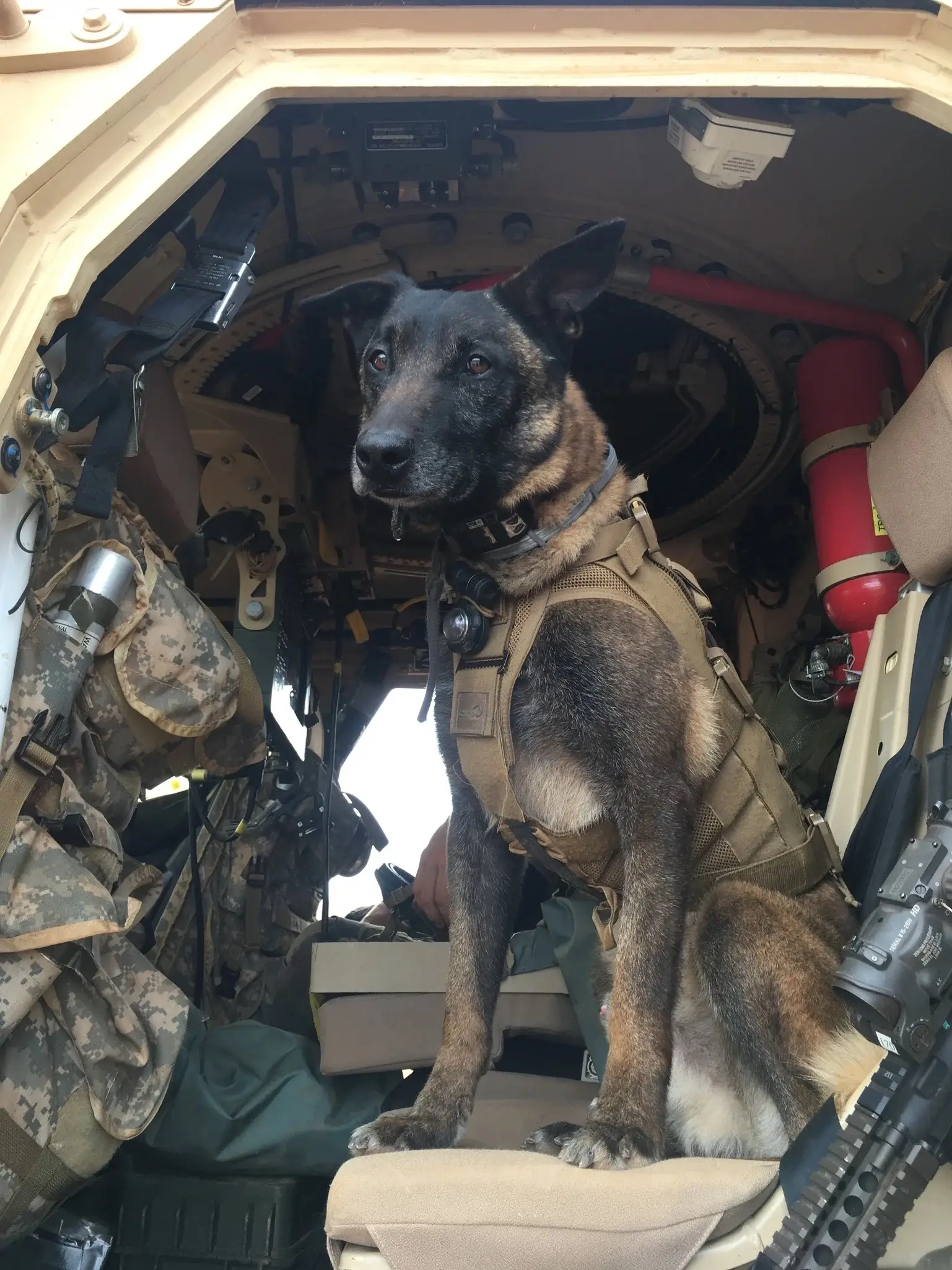 Navy Seal Dog Belgian Malinois The Ultimate Guide for Owners