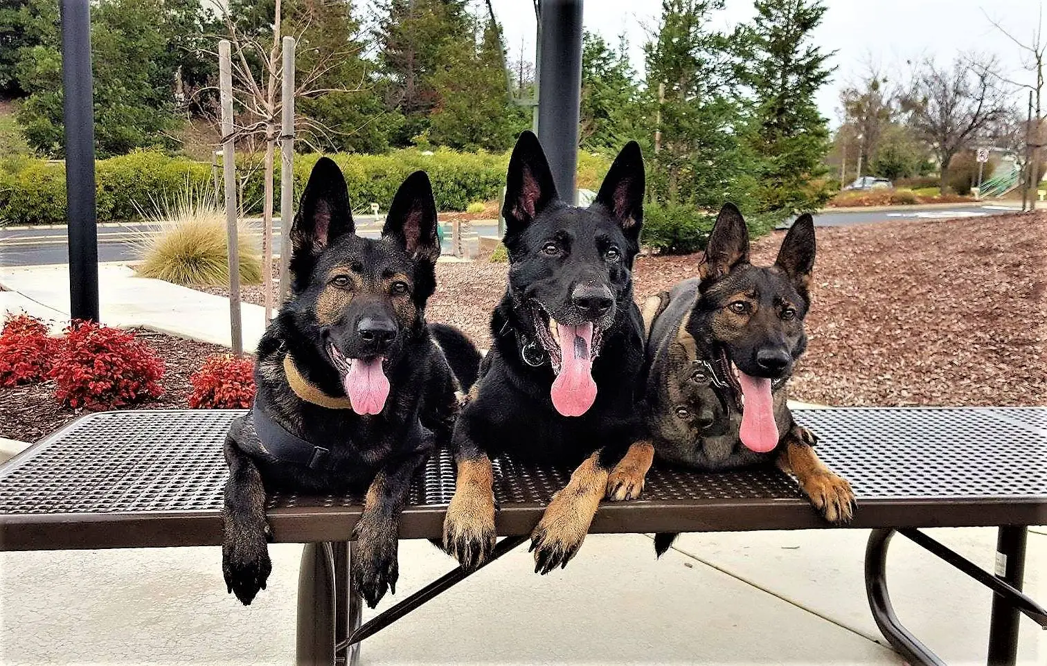 Navy Seal Dog Belgian Malinois The Ultimate Guide for Owners