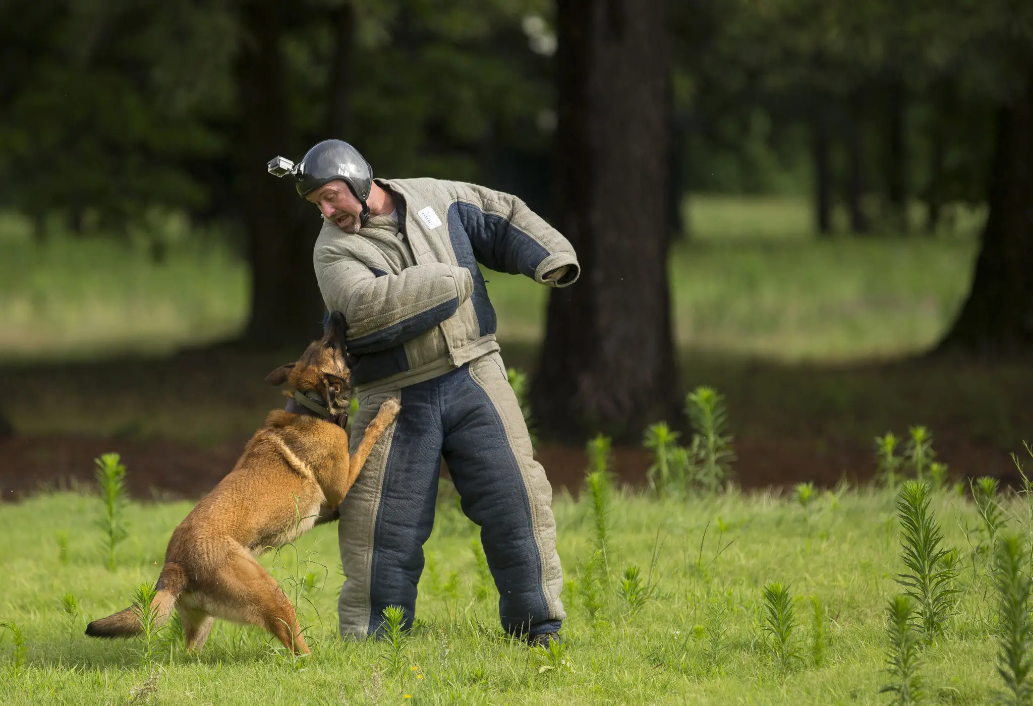 Navy Seal Dog Belgian Malinois The Ultimate Guide for Owners