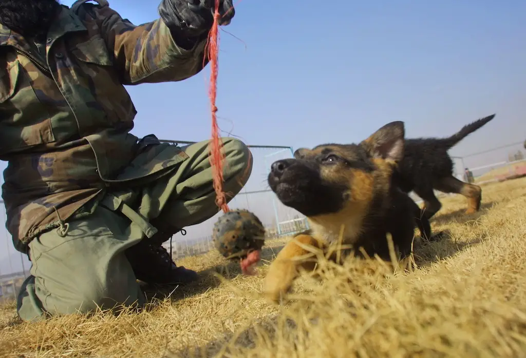 Navy Seal Dog Belgian Malinois The Ultimate Guide for Owners