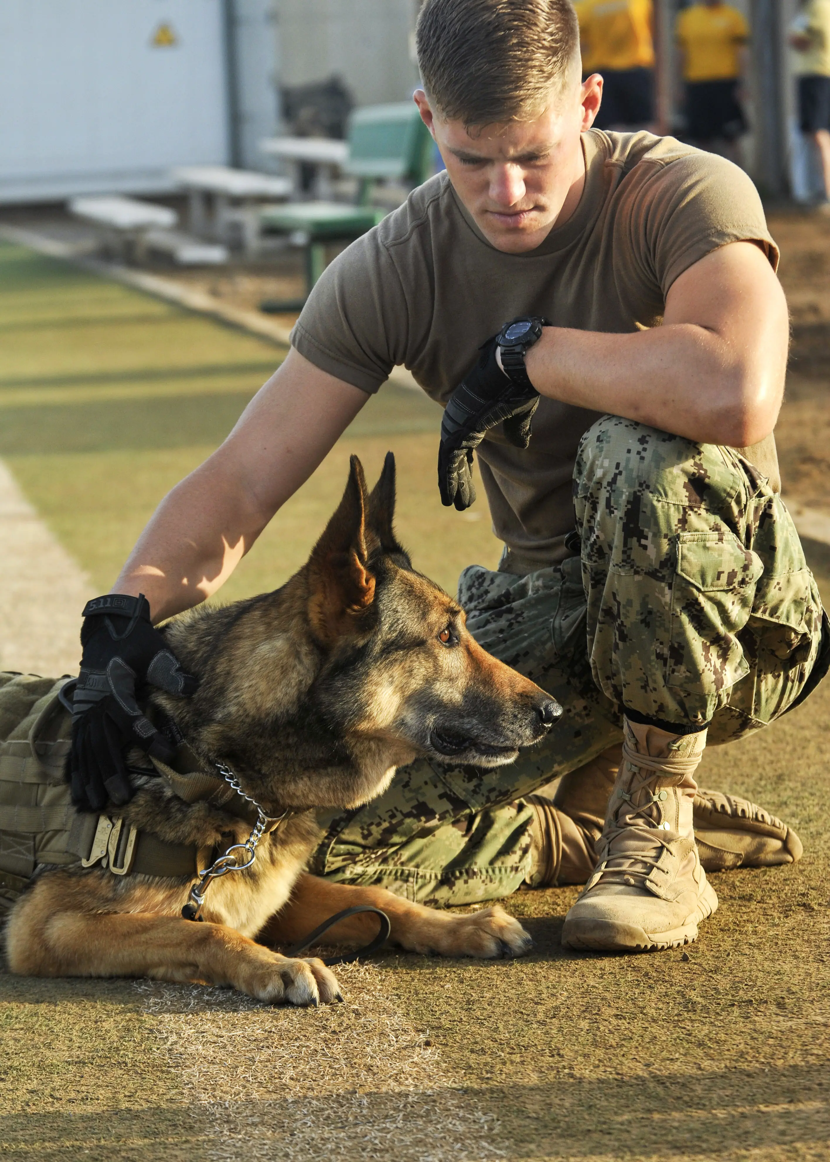 Navy Seal Dog Belgian Malinois The Ultimate Guide for Owners