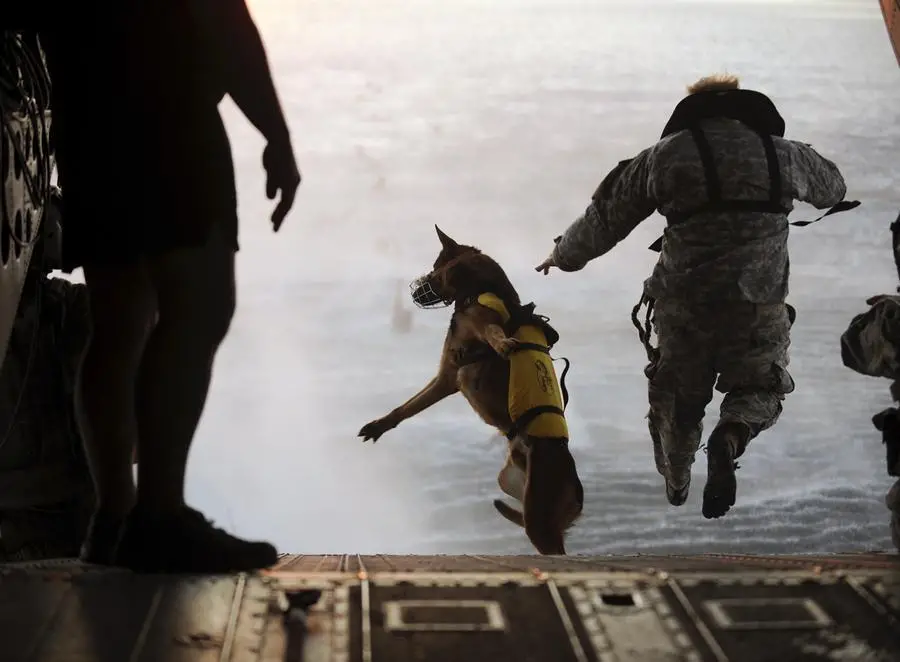 Navy Seal Dog Belgian Malinois The Ultimate Guide for Owners