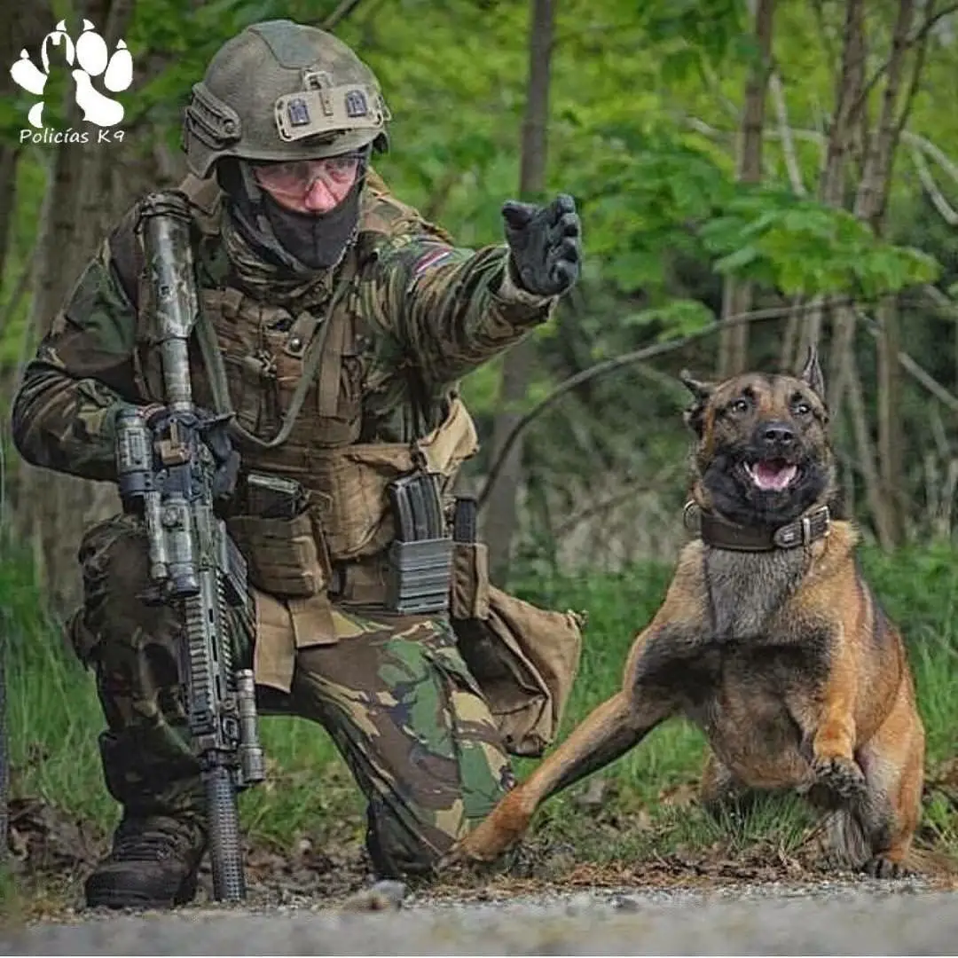 Navy Seal Dog Belgian Malinois The Ultimate Guide for Owners