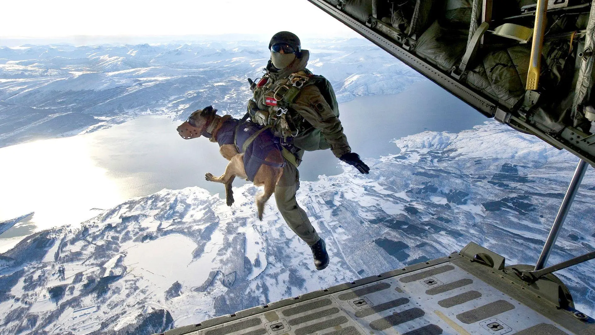 Navy Seal Dog Belgian Malinois The Ultimate Guide for Owners