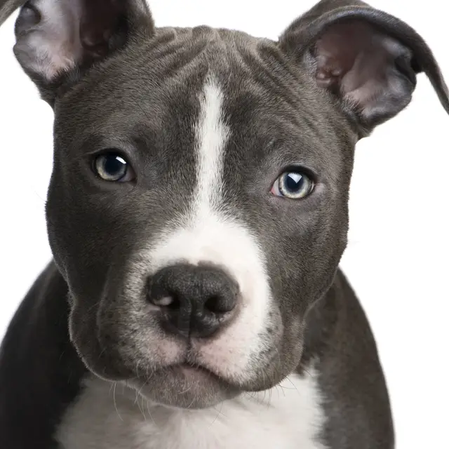 The Unique Appearance and Fascinating History of Striped Pit Bulls - A Comprehensive Guide