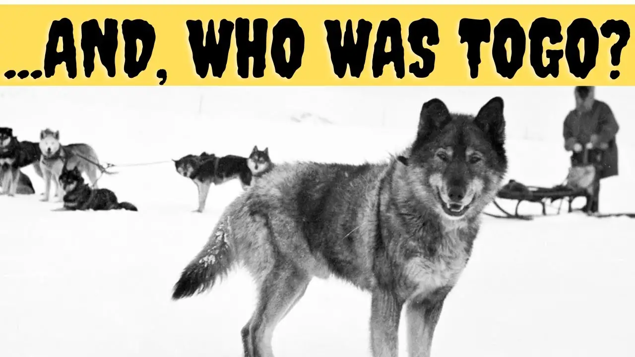 The Incredible Story of Balto and Togo A Tale of Heroism and Perseverance