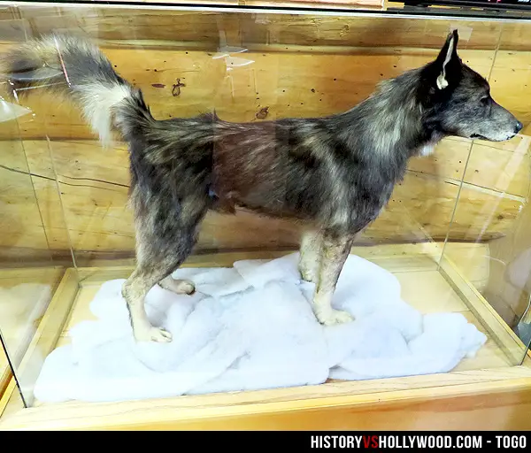The Incredible Story of Balto and Togo A Tale of Heroism and Perseverance