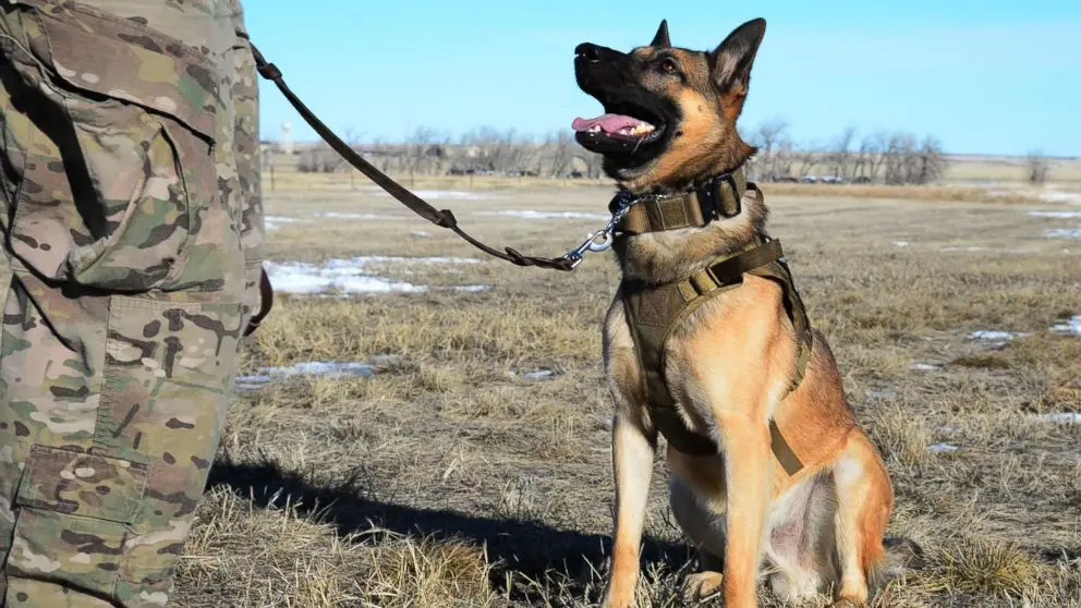 The Incredible Bond Between a Soldier and His Dog