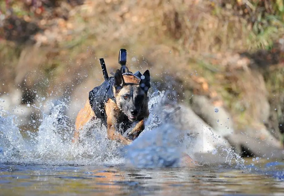 The Incredible Bond Between a Soldier and His Dog