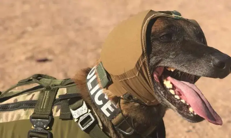 The Incredible Bond Between a Soldier and His Dog