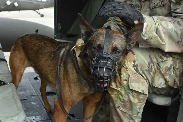 The Incredible Bond Between a Soldier and His Dog