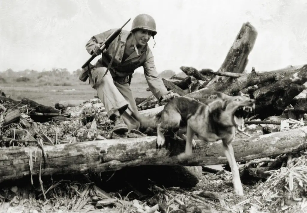 The Incredible Bond Between a Soldier and His Dog