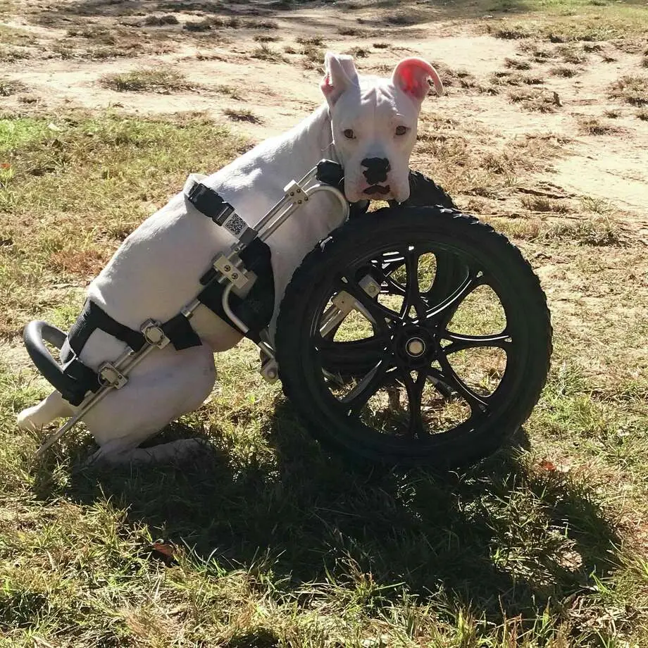The Inspiring Story of Nubby the Dog Overcoming Adversity and Spreading Love
