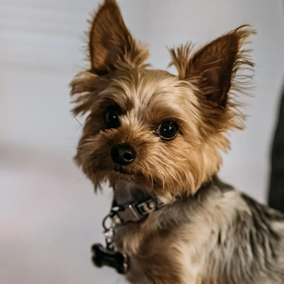 The History of Smoky, the Yorkshire Terrier War Dog