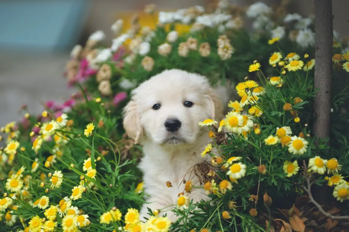 Discovering Unconditional Love A Short Story About a Puppy