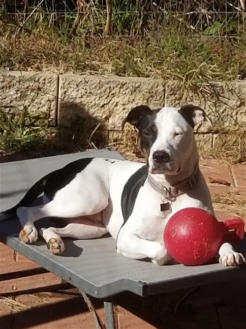 Unleashing the Cutest Pitbull Toy Story A Must-Read for Dog Lovers