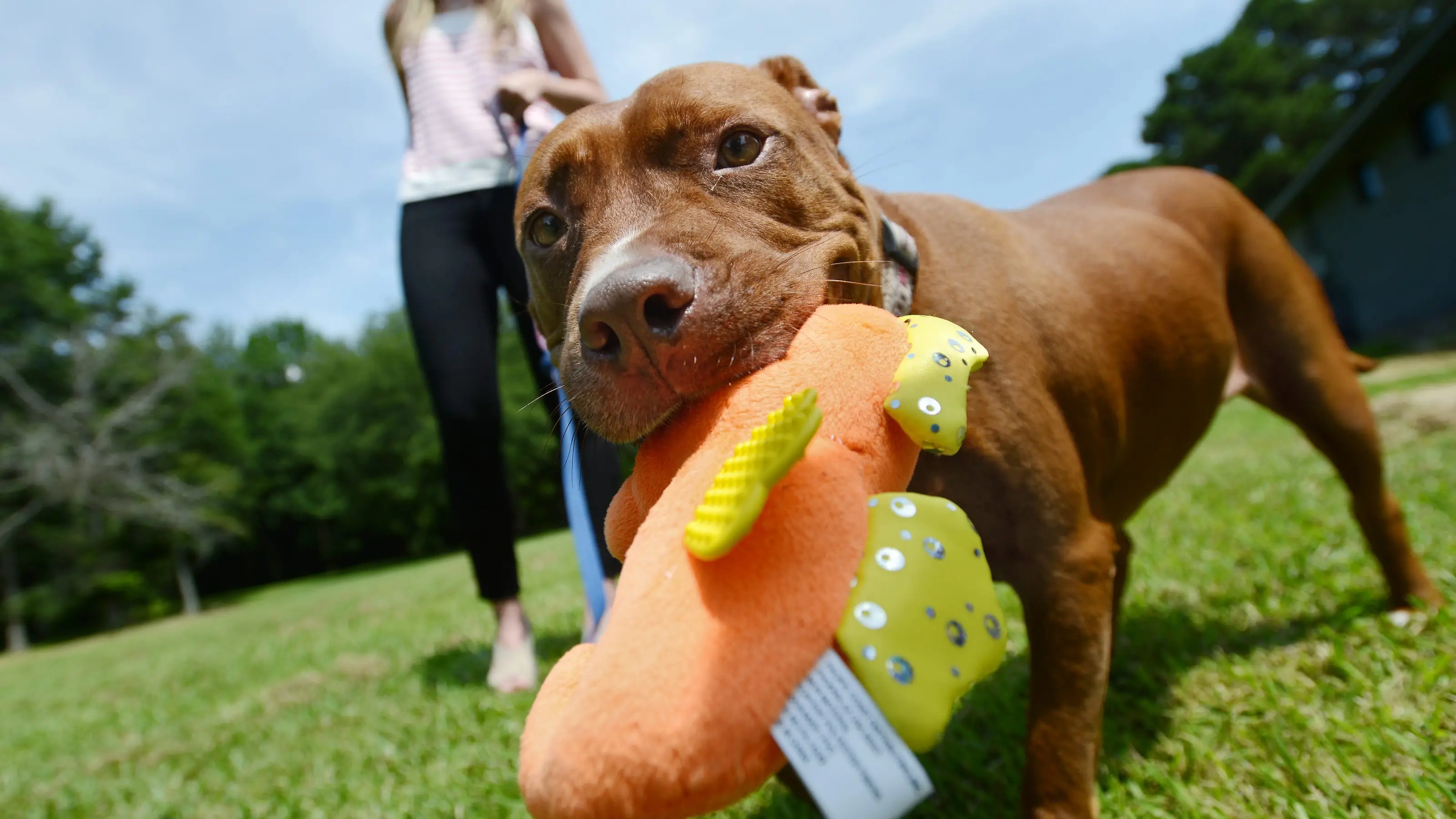 Unleashing the Cutest Pitbull Toy Story A Must-Read for Dog Lovers