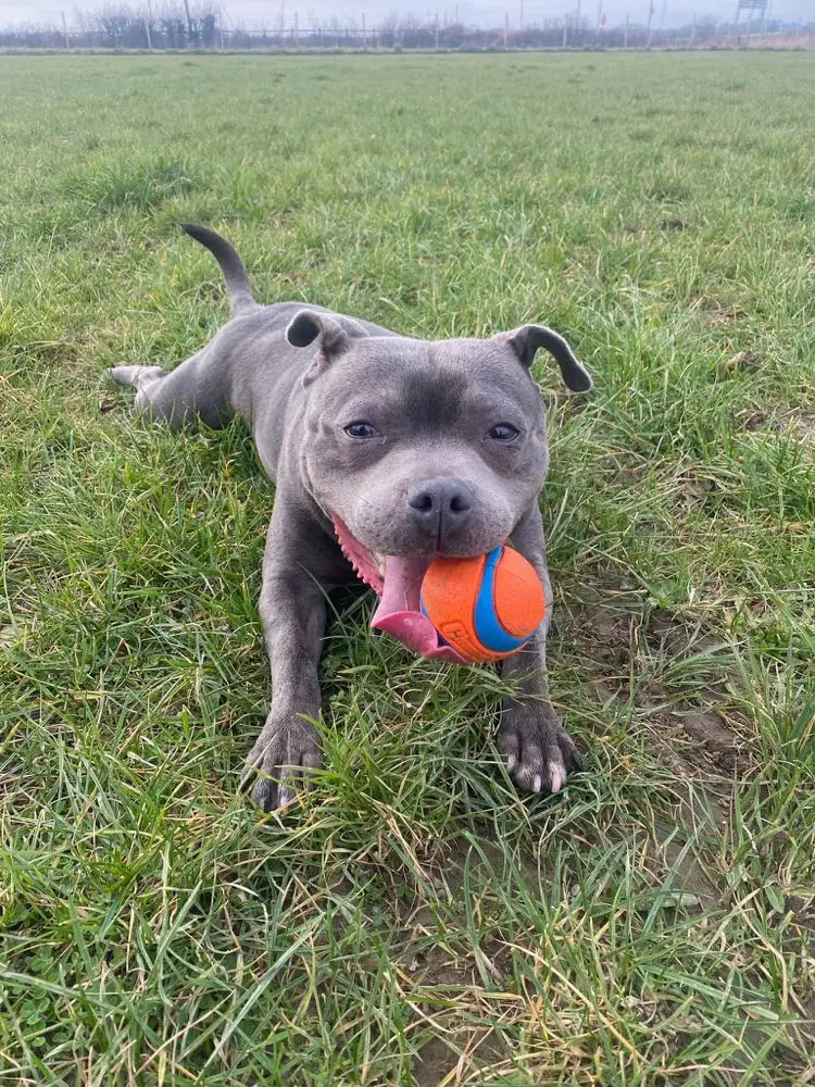 Unleashing the Cutest Pitbull Toy Story A Must-Read for Dog Lovers