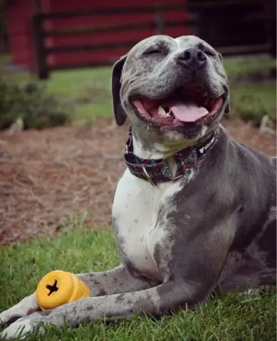 Unleashing the Cutest Pitbull Toy Story A Must-Read for Dog Lovers