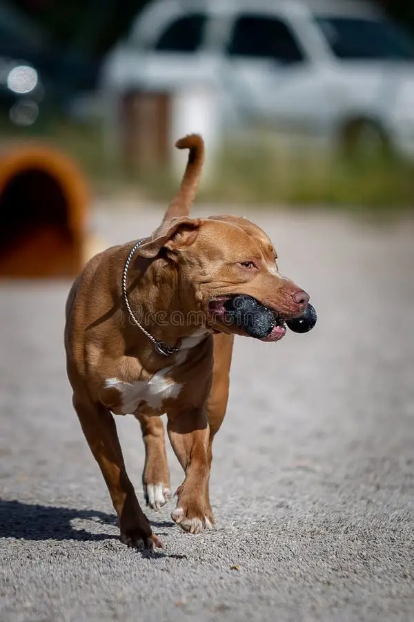 Unleashing the Cutest Pitbull Toy Story A Must-Read for Dog Lovers