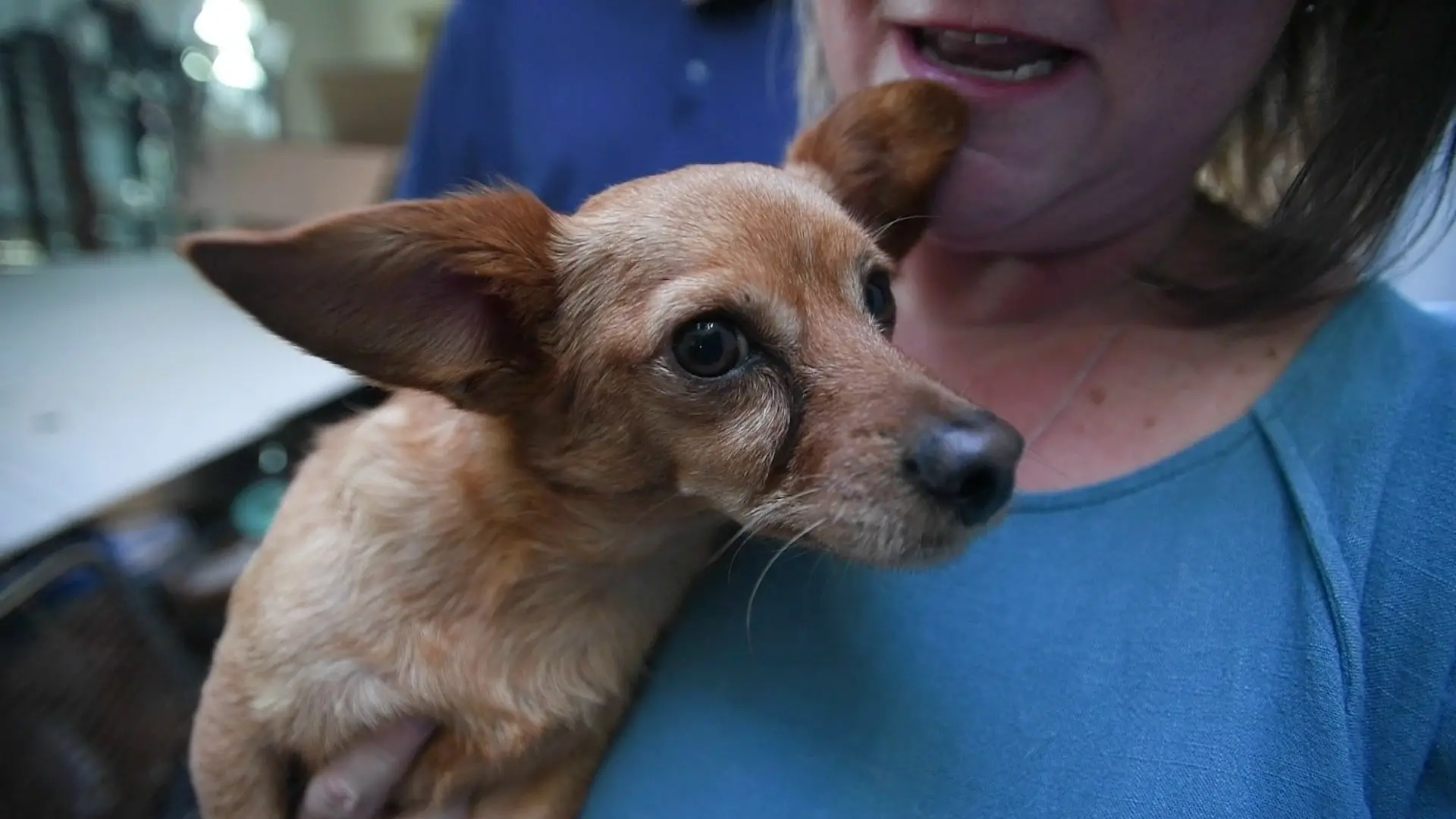 Meet Ruby the Dog The Adorable Pup Who Will Melt Your Heart