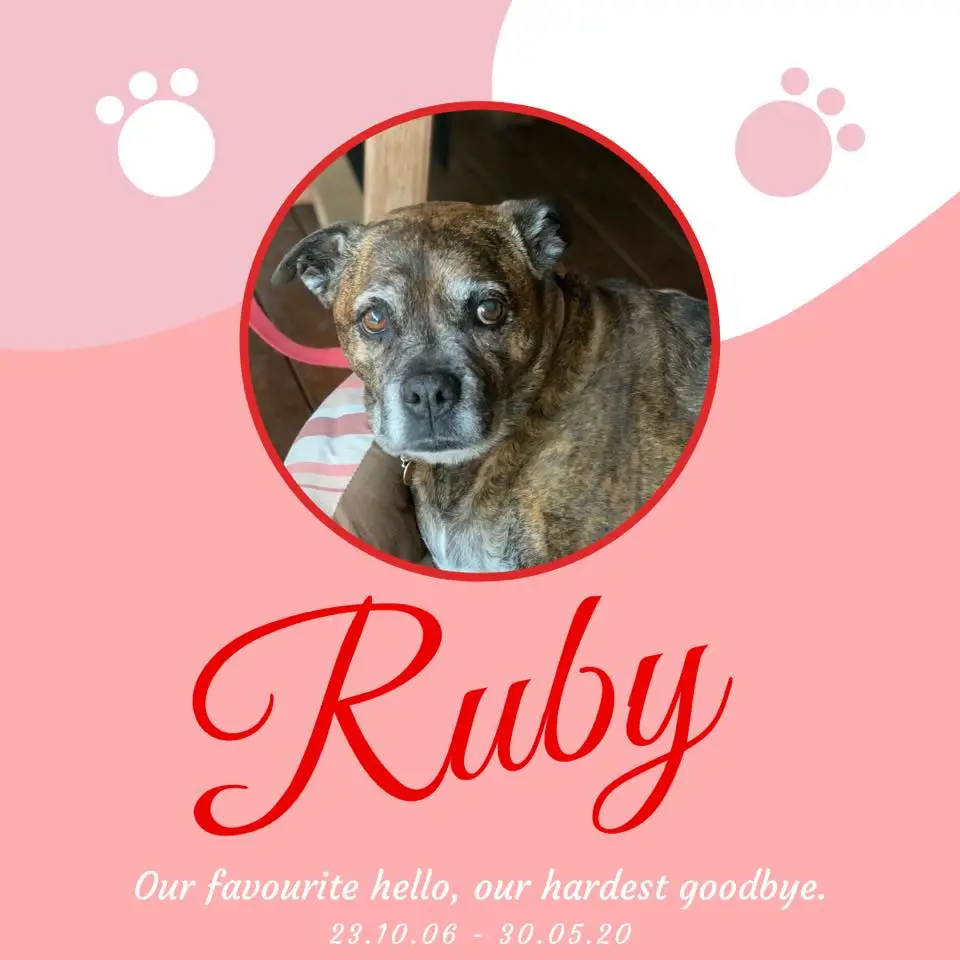 Meet Ruby the Dog The Adorable Pup Who Will Melt Your Heart